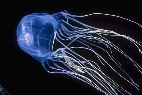 sea wasp