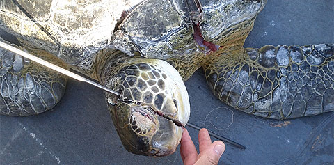 Turtle_Slain_Story