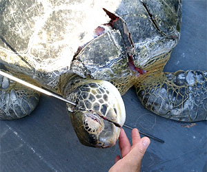 Turtle_Slain_Front