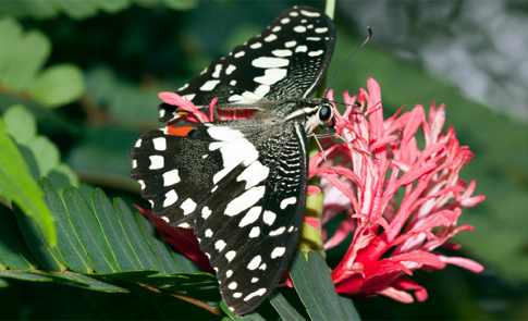 butterfly