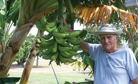 bananas