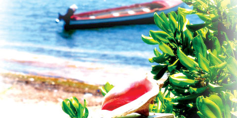 boatconch