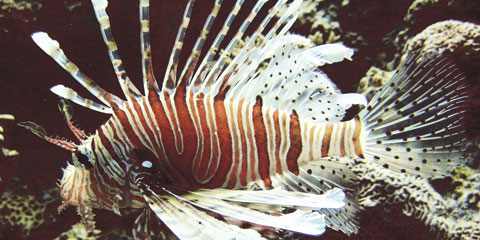 lionfish