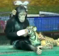 Chimp feeds tiger