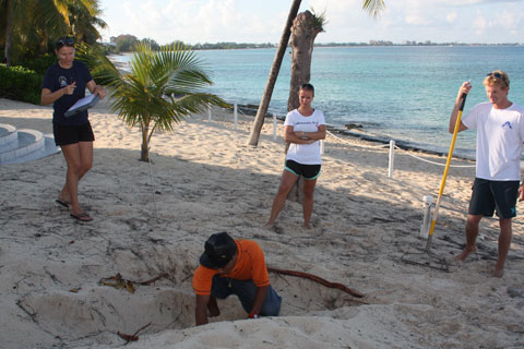 turtle volunteers
