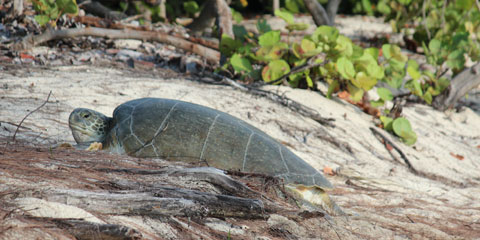 turtle beach