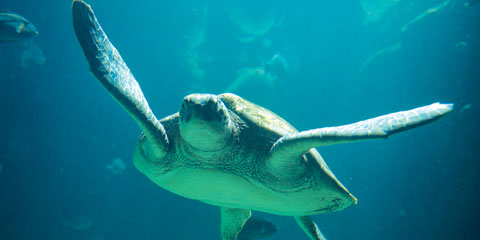 SeaTurtle