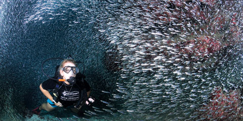 silversides