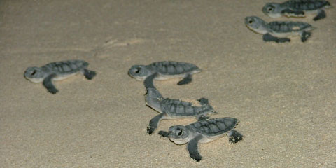 babyturtles