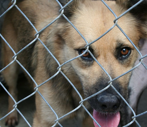 dog