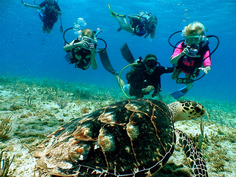 Turtle