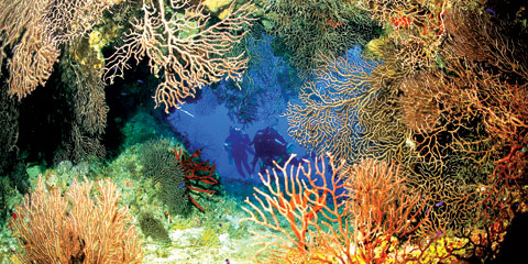 Cayman Islands coral reef