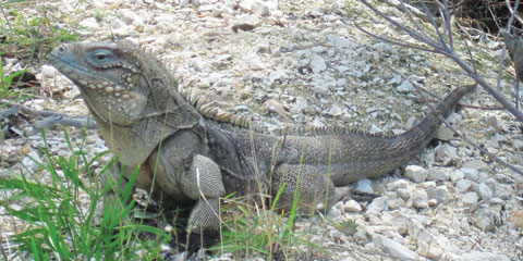 Cayman Brac Rock Iguana