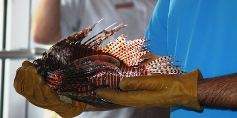 Lionfish