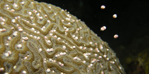 Coral spawning