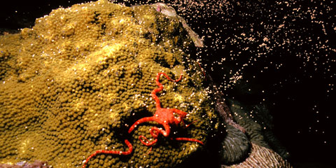 Coral spawning red