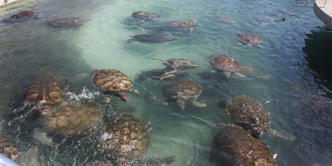 Turtles in pool Cayman