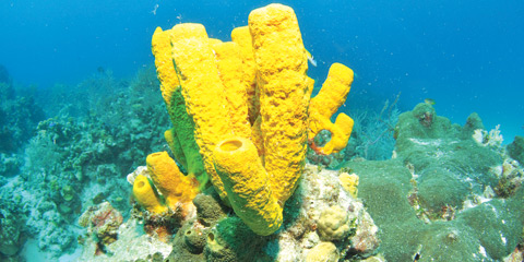 Corals