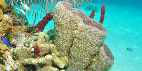 Corals2