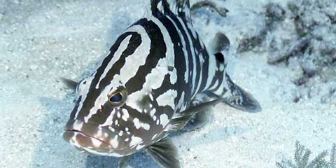 Nassau Grouper