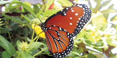 Queen butterfly