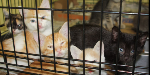 Kittens at Cayman Humane Society