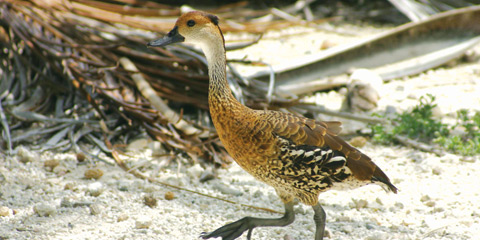 Cayman whistling duck