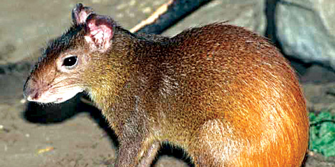 Cayman Agouti