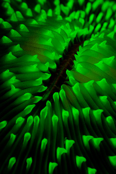 Glow Dive 21