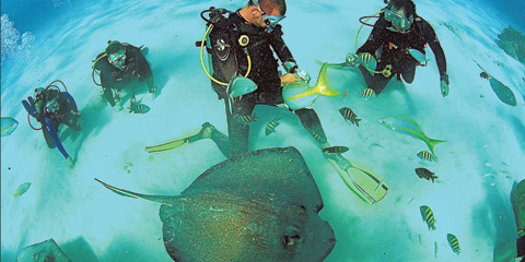 Stingray City Cayman