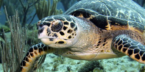 Sea turtle