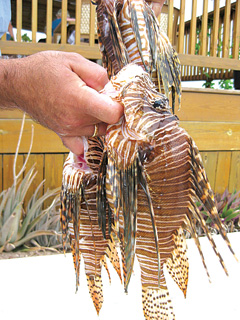 Lionfish catch