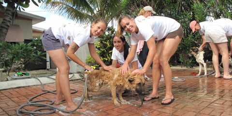 Bodden Town dog wash