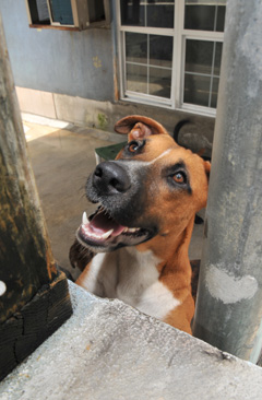 cayman islands humane society book loft dog