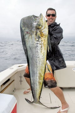 jasonw dolphin