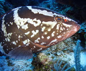 Nassau Grouper 300x250