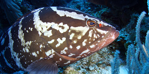 Nassau Grouper