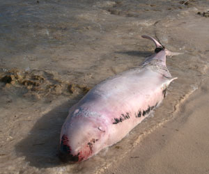 pigmy whale beached Cayman 300x250