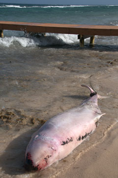 pygmy whale