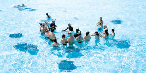 stingray city cayman