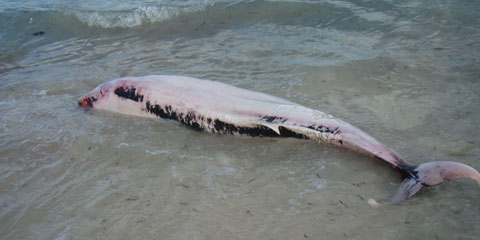 pygmy whale cayman